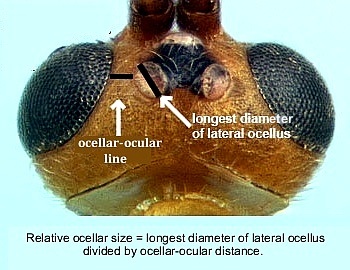 diagram of Aleiodes quiniguanus showing how ocellar size is calculated